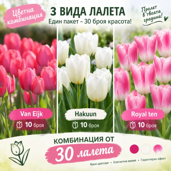 30 луковички лалета в една цветна комбинация! Розов разкош!