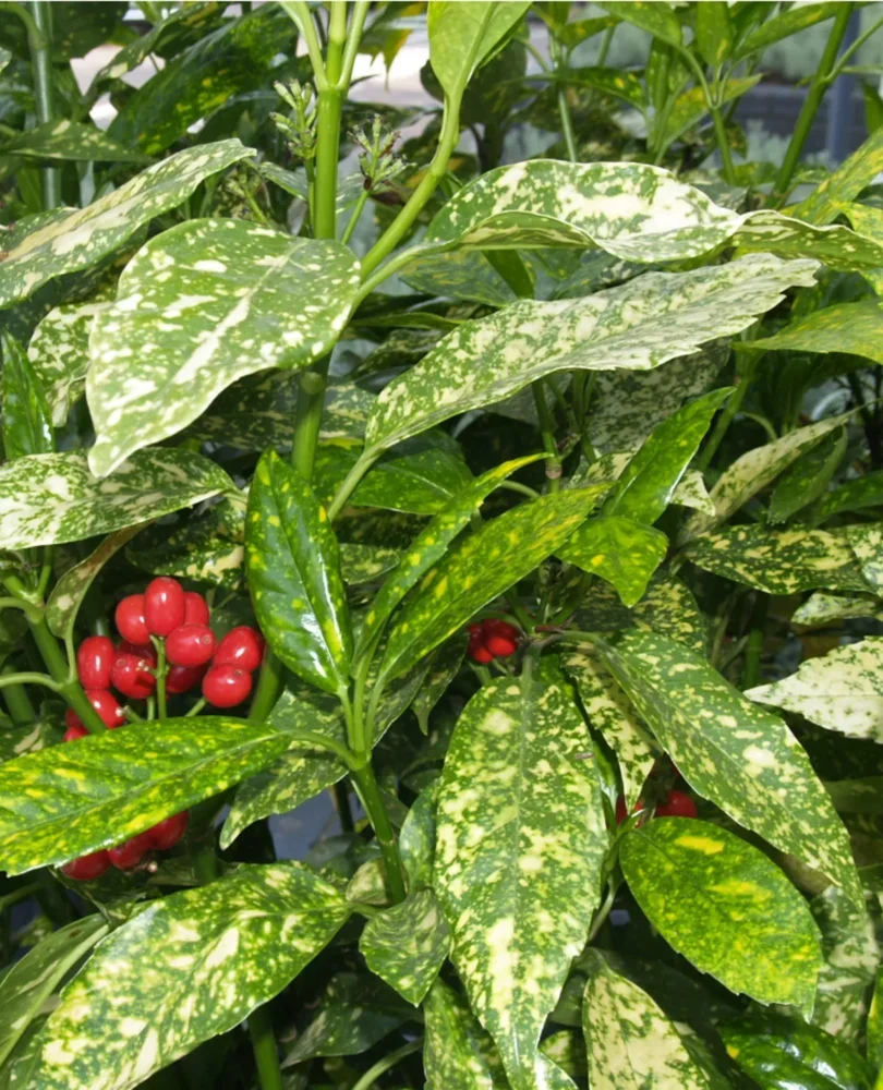 Aukuba variegata2