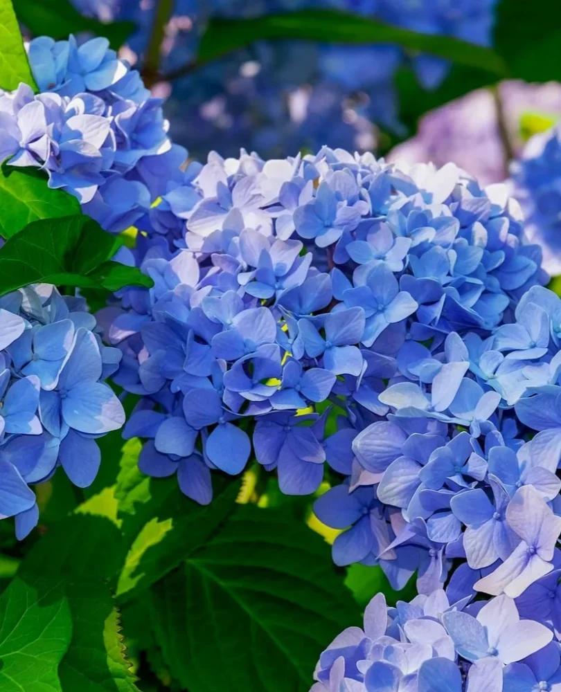 Hortenzia blu