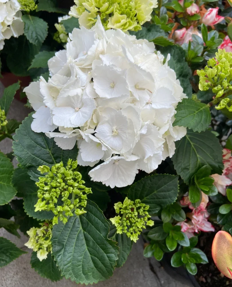 Hortenzia byala4