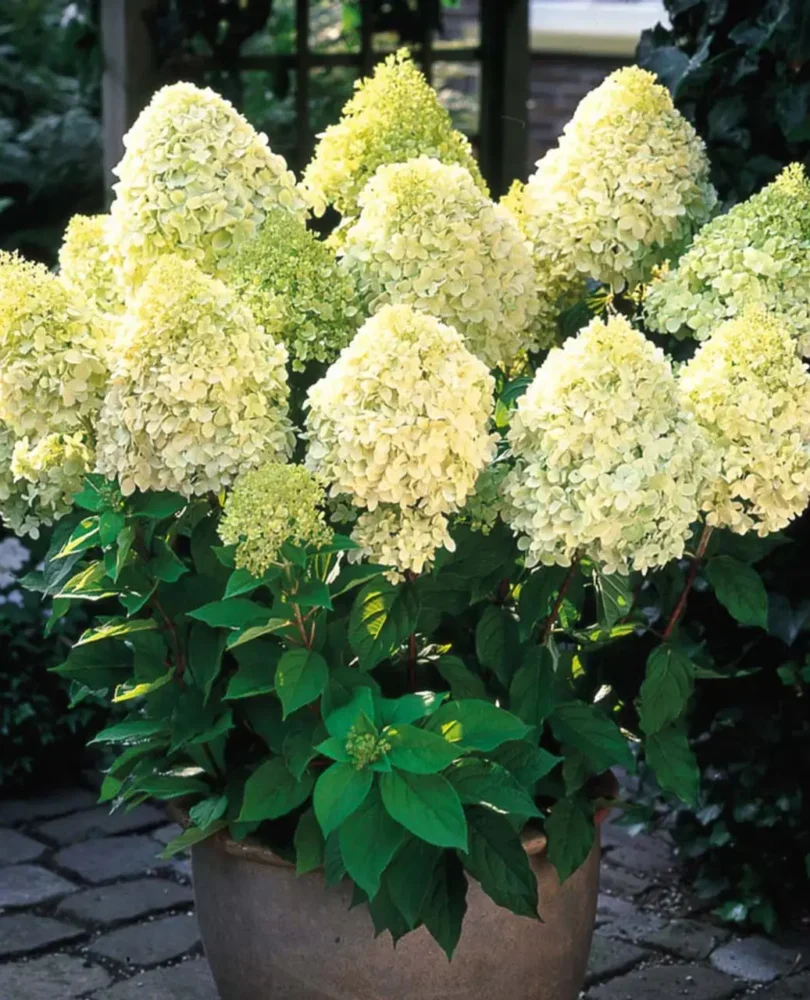 Hortenzia laymlayt4