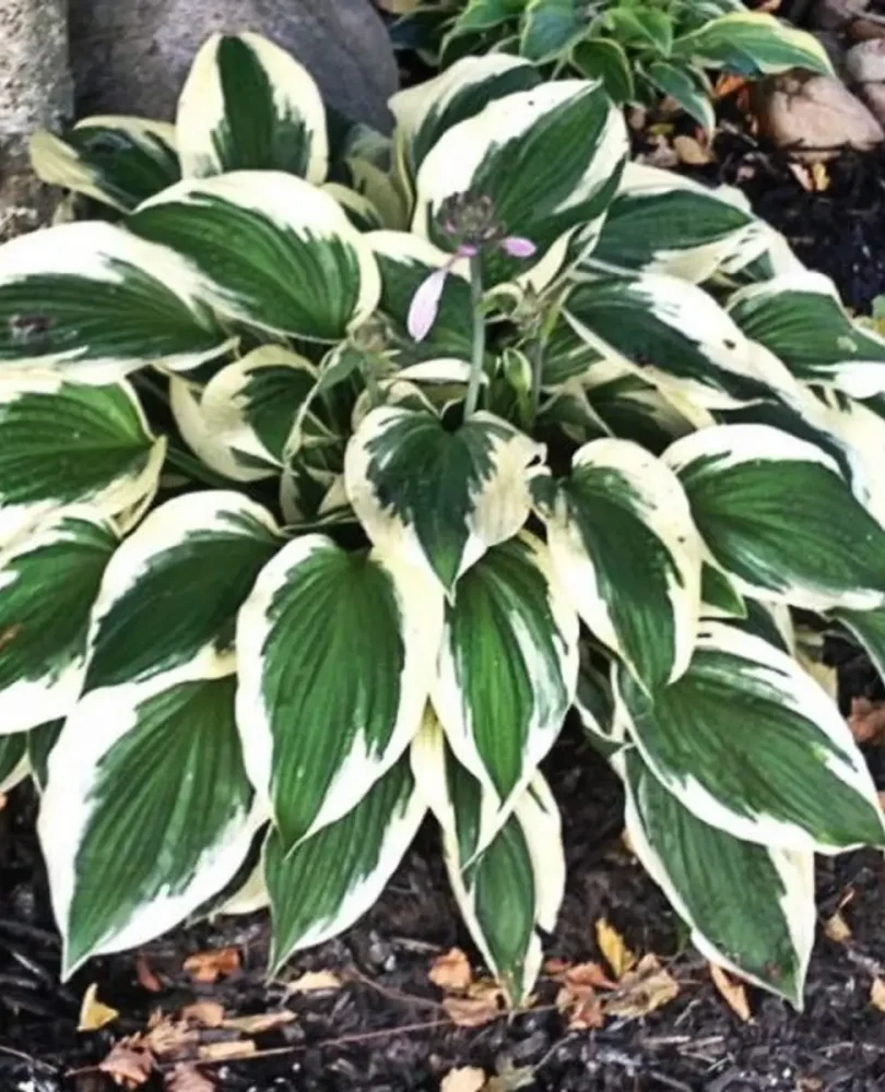 Hosta minuteman1