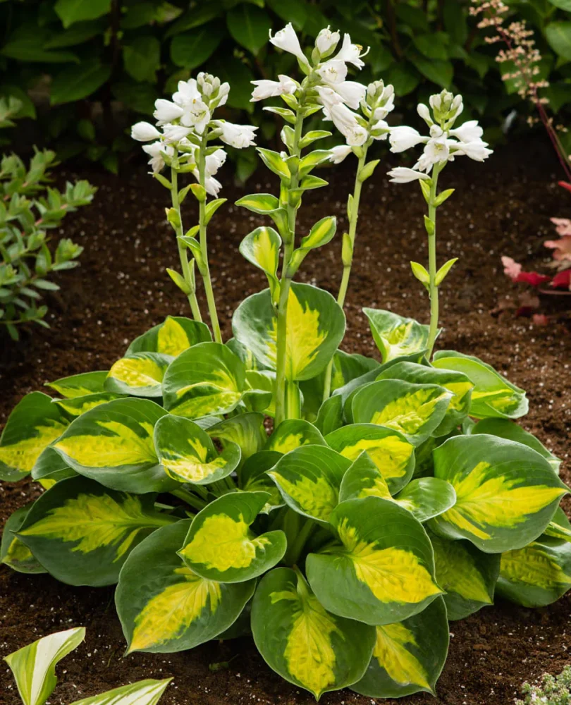 Hosta sunset grooves