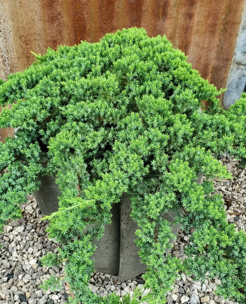Hvoyna prokumbens