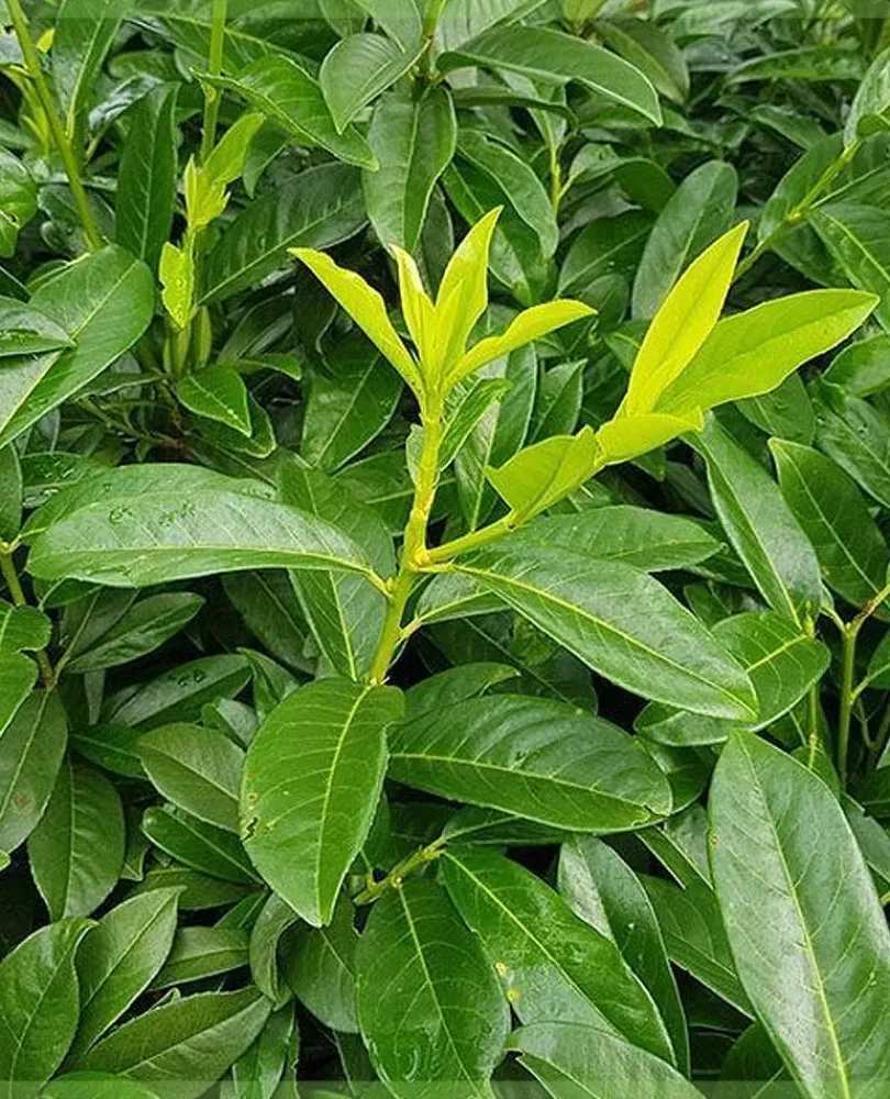 Lavrovishna1