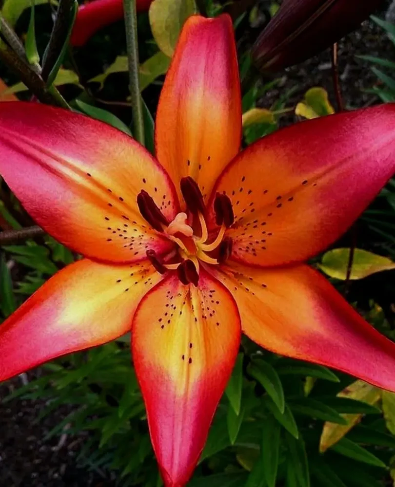 Lilium