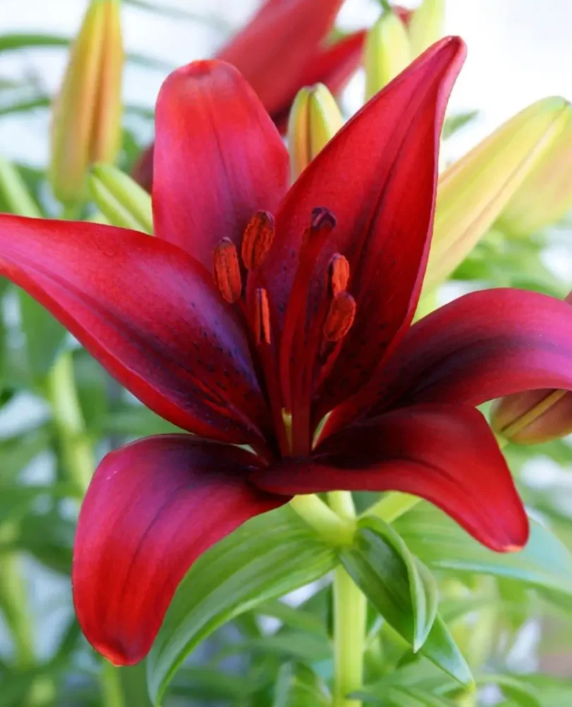 Lilium red kaunti1