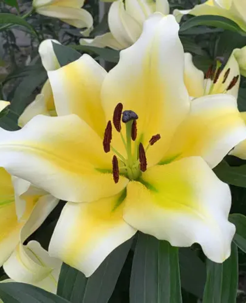 Lilium1
