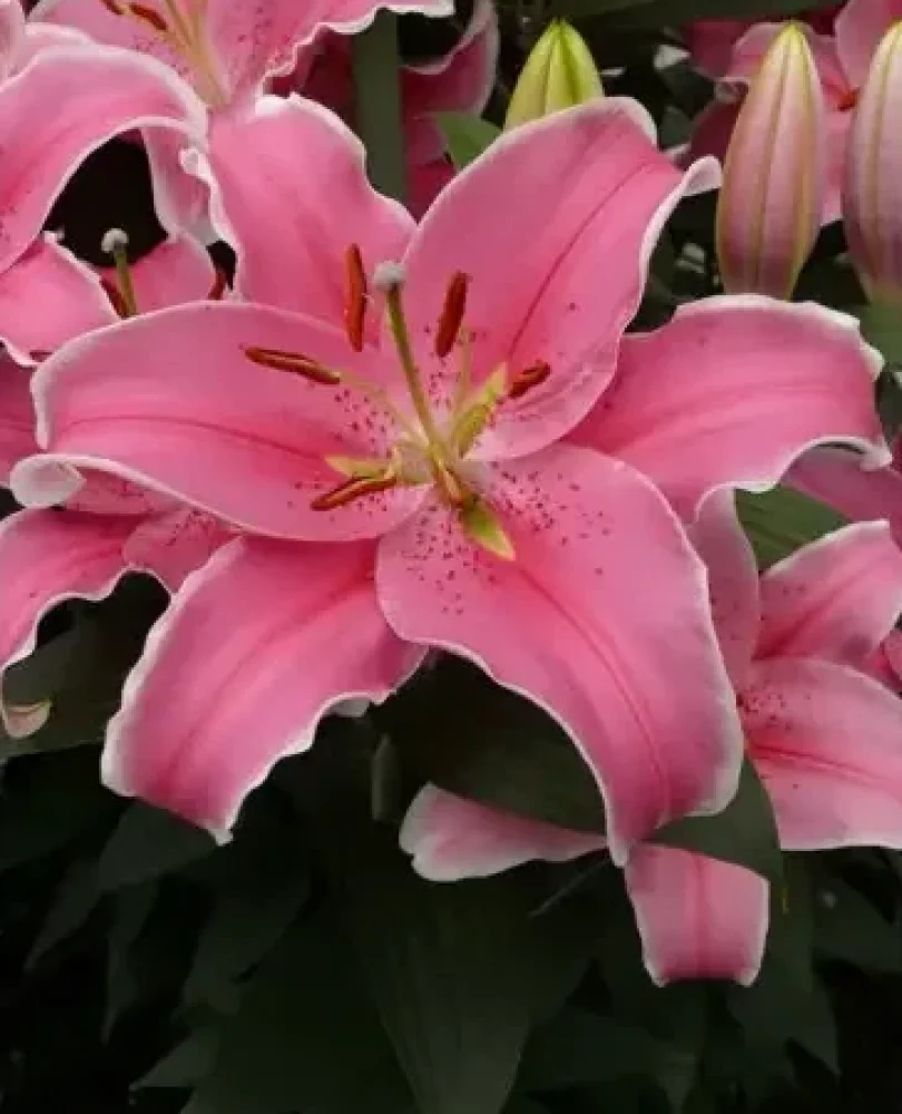 Lilium2