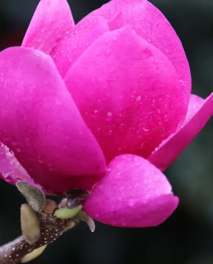 Magnolia kleopatra