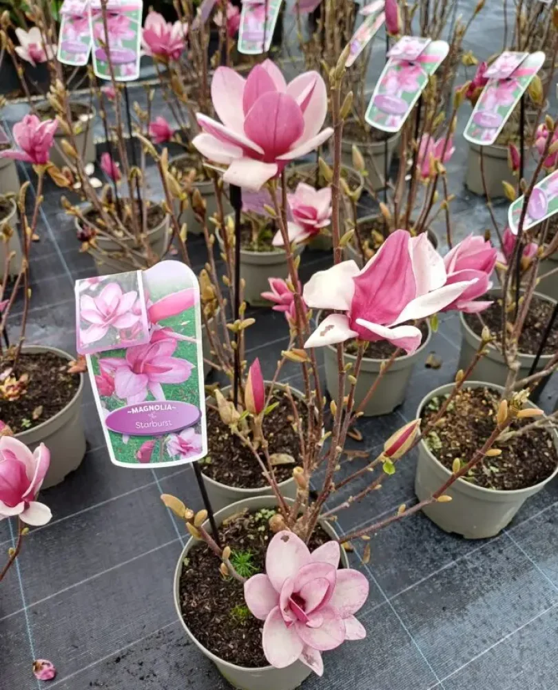 Magnolia starbast