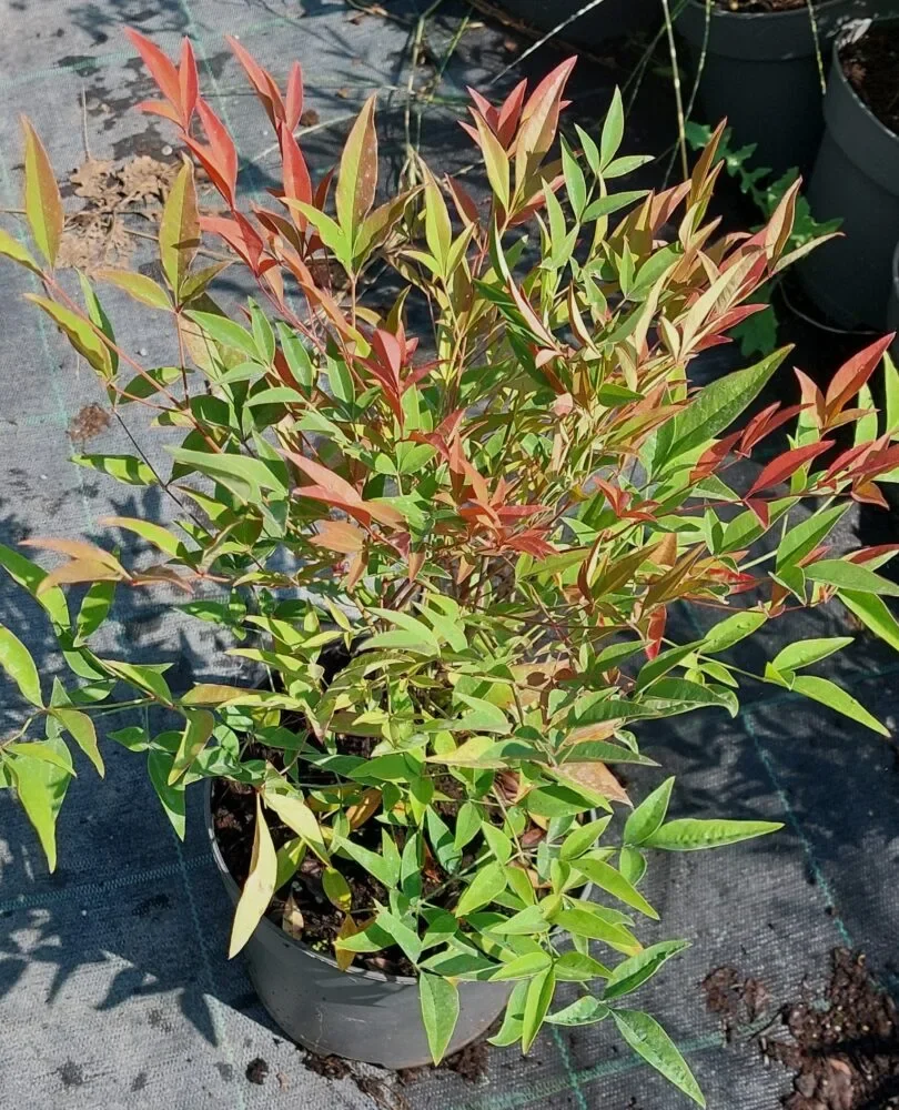 Nandina3