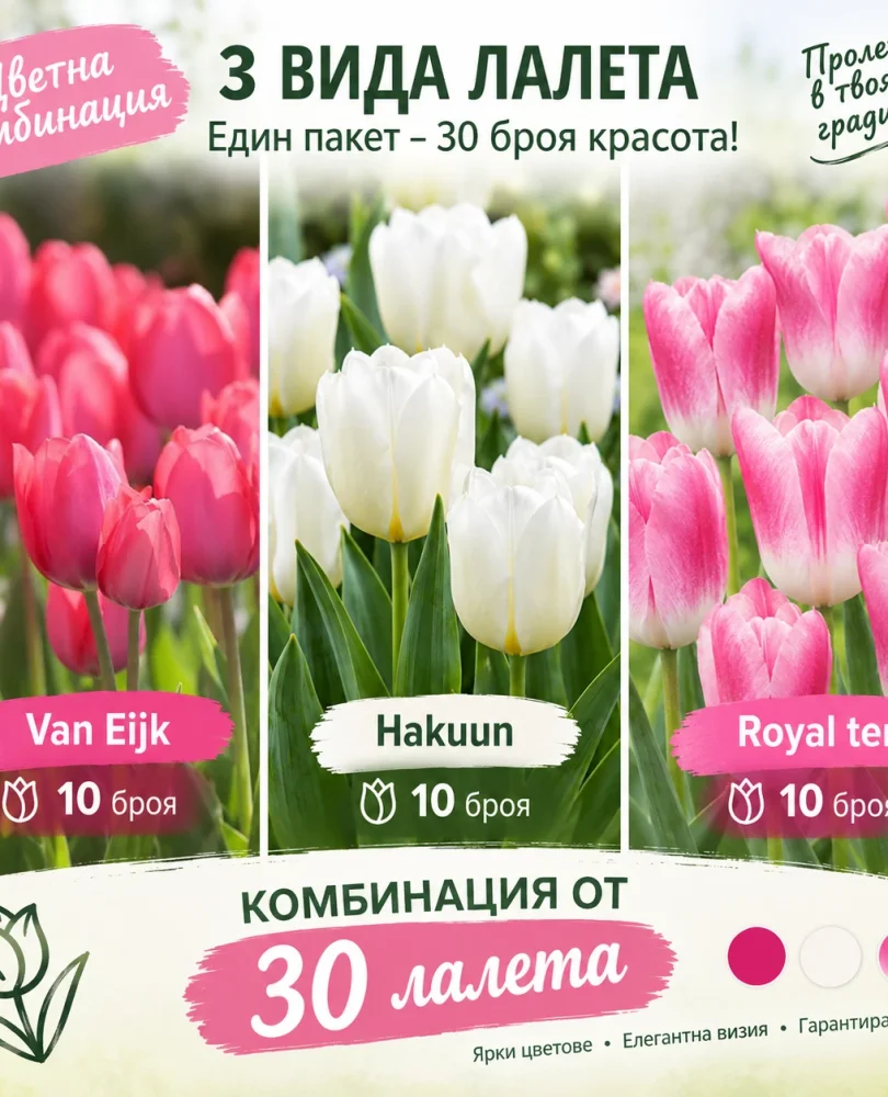 30 луковички лалета в една цветна комбинация! Розов разкош!