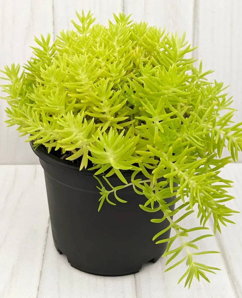 Sedum limonova topka