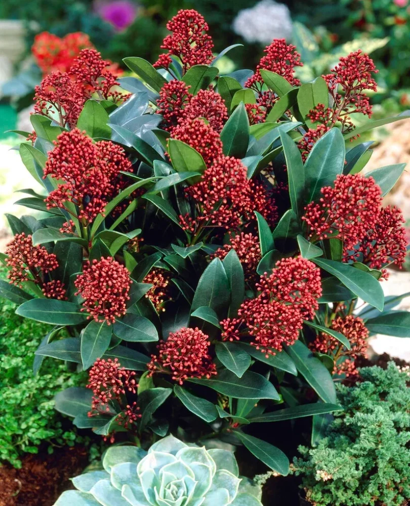 Skimia 1