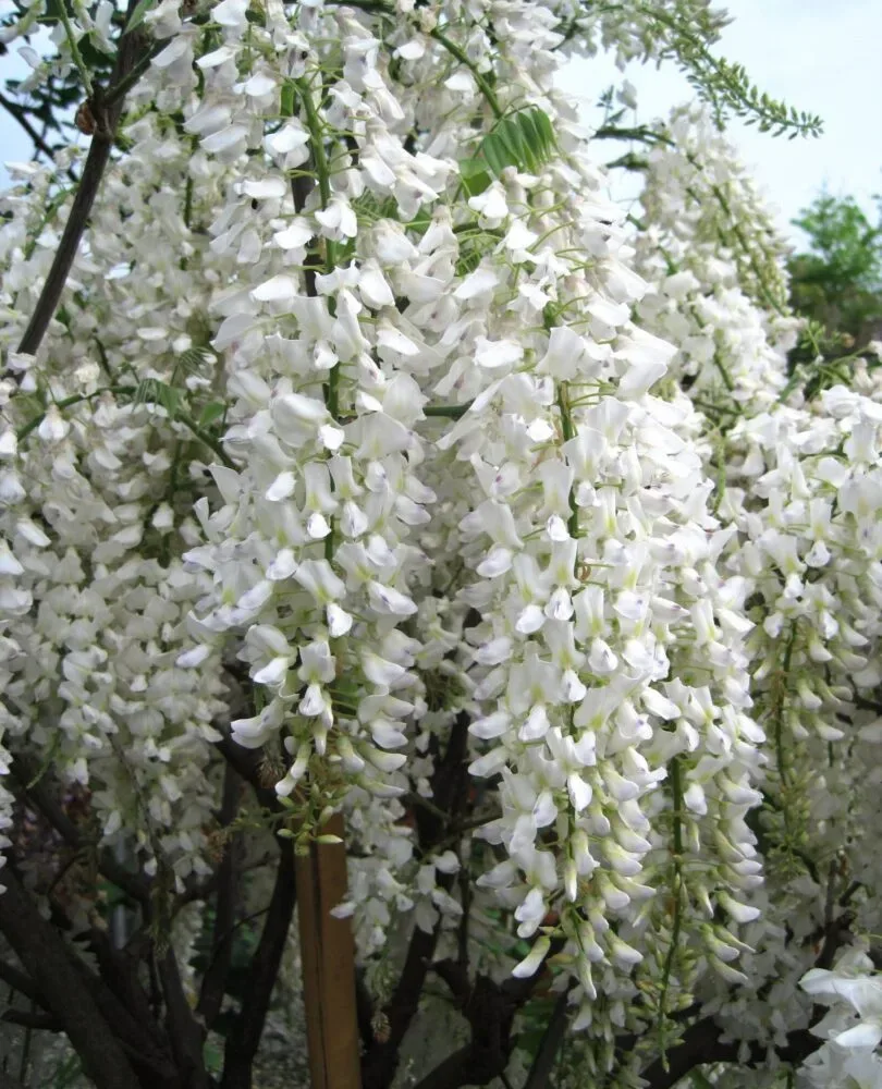Visteria byala