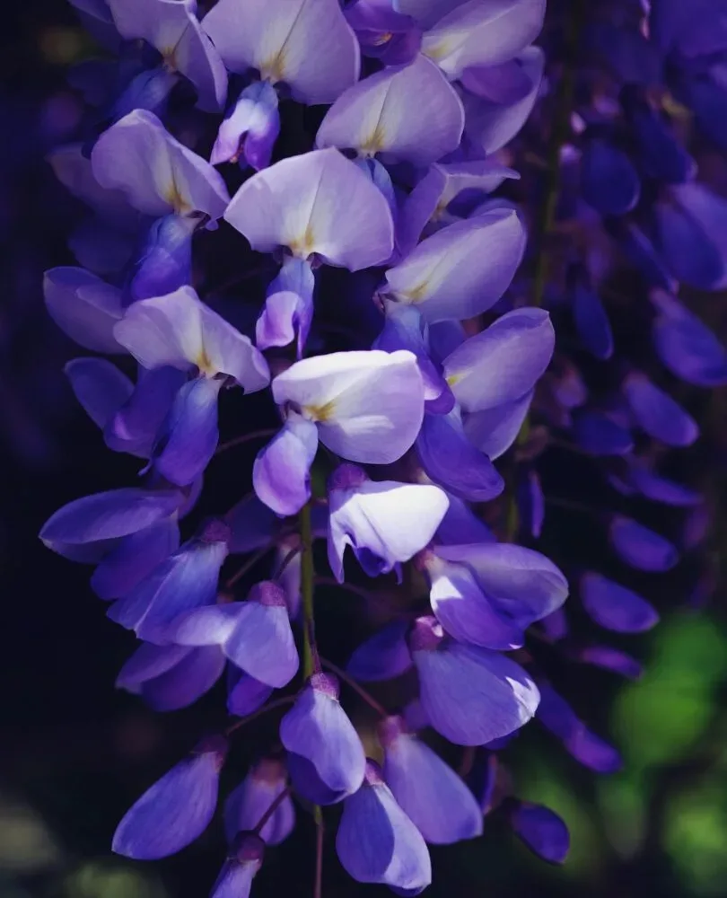 Visteria sinya